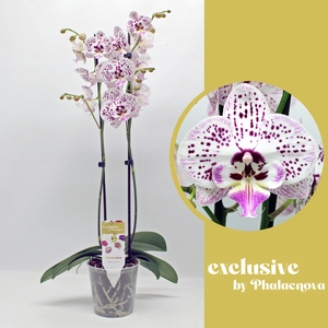 Expression 2-tak 60cm (RIJP)