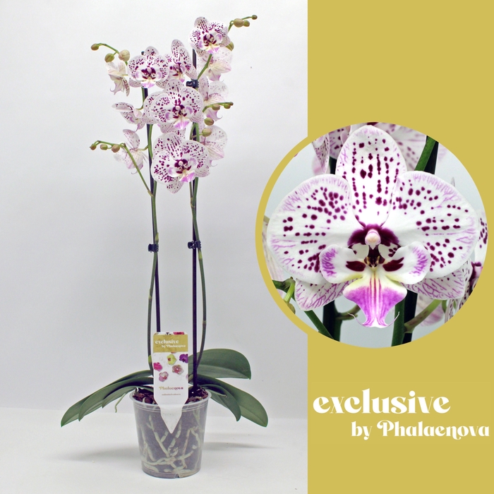 <h4>Expression 2-tak 60cm (RIJP)</h4>