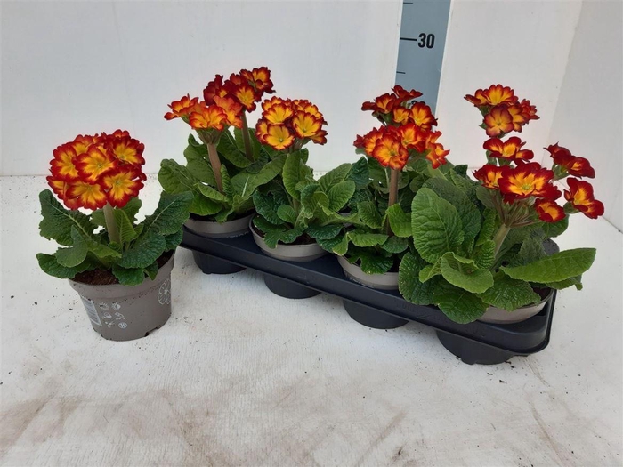 Prim Elatior Yellow Red