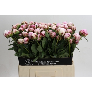 Paeonia Sarah Bernhardt