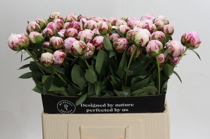 <h4>Paeonia Sarah Bernhardt</h4>