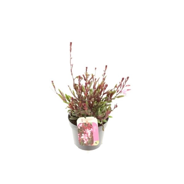 <h4>Gaura Gaudi Light Pink</h4>