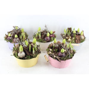 arr4 Bollenmix VL - Emmer pastel mix 250/2