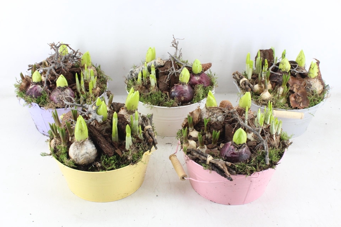 <h4>arr4 Bollenmix VL - Emmer pastel mix 250/2</h4>