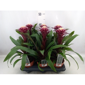 Guzmania  'Francesca'