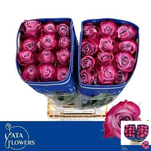 <h4>R GR DEEP PURPLE</h4>