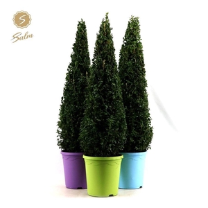 Buxus semp. Pyramid 70cm P23 in Pot Colour