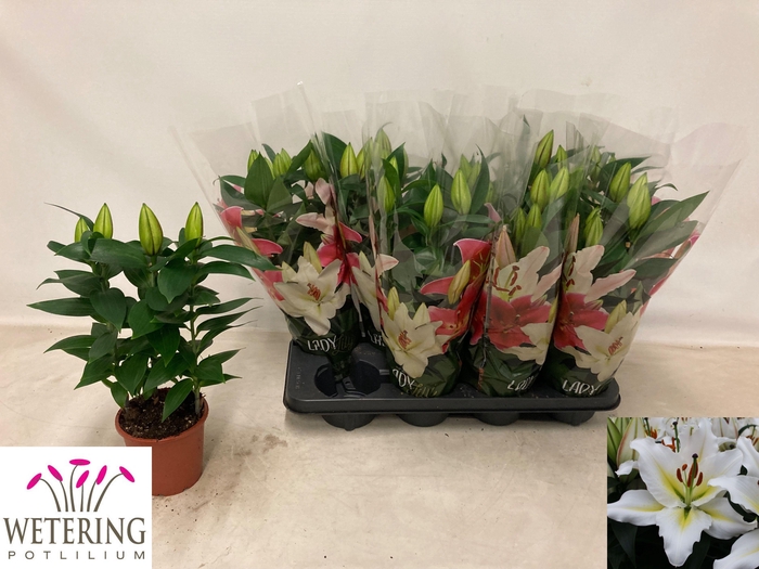 <h4>LIL OR SUNNY AZORES</h4>