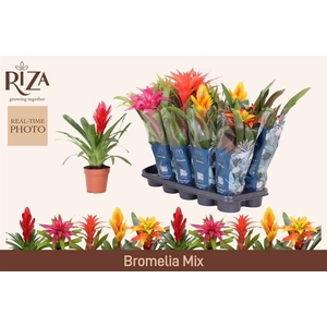 BROMELIA GEM 6 SRT