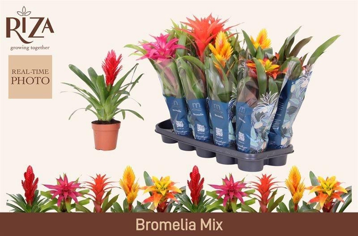 <h4>BROMELIA GEM 6 SRT</h4>