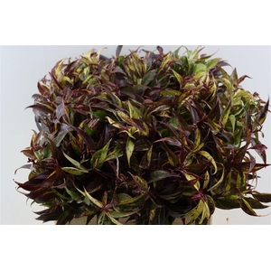 Leucothoe Walteri Rainbow