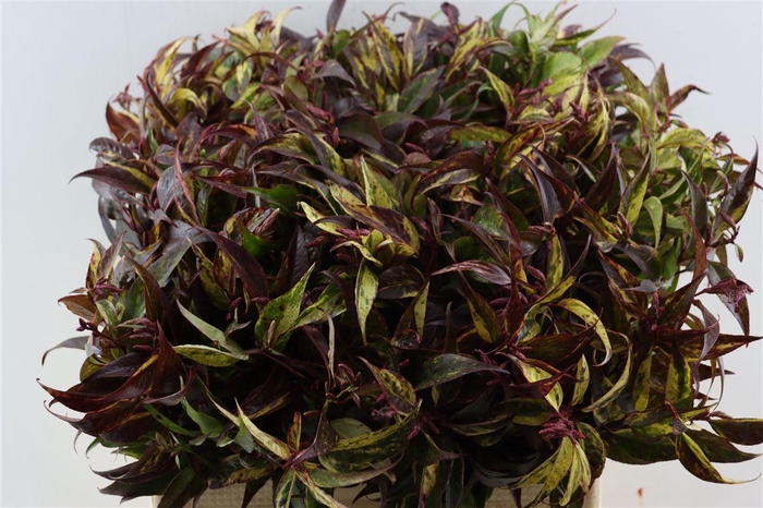 <h4>Leucothoe Walteri Rainbow</h4>