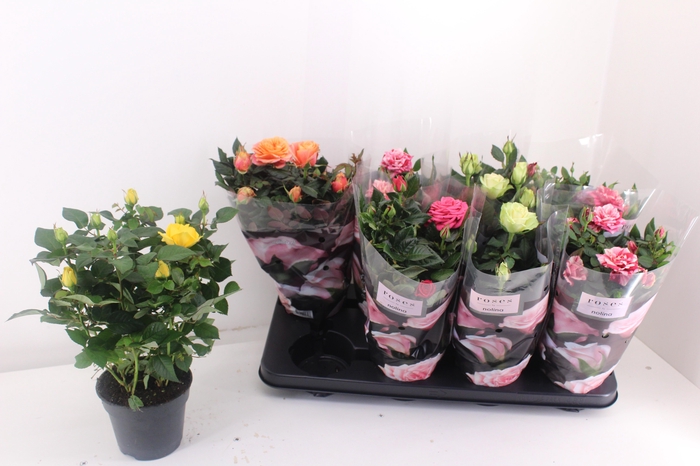 <h4>RO PATHIT GEM 5 SRT</h4>