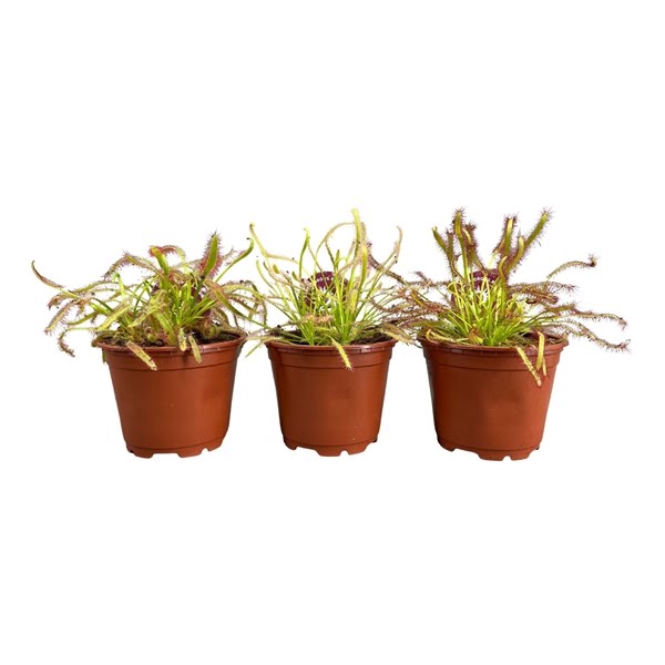 <h4>Drosera Capensis 8,5 cm mix</h4>