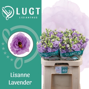EUS G LISANNE LAVEND