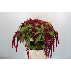 Amaranthus Caudatus Rosary