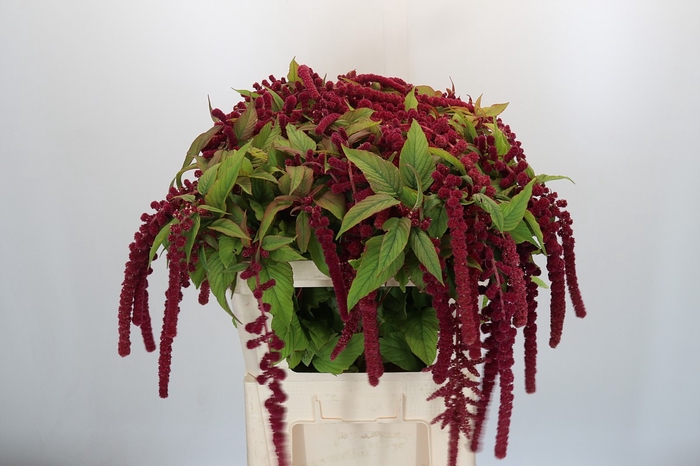 <h4>Amaranthus Caudatus Rosary</h4>