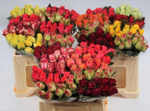 <h4>R KL GEM IN FUST</h4>