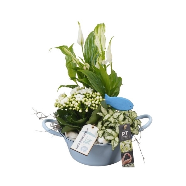 <h4>PTSD8041 Arrangement Summer Deal in metaal pot</h4>
