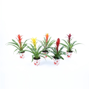 Bromelia Mix in true love hart cover Rood