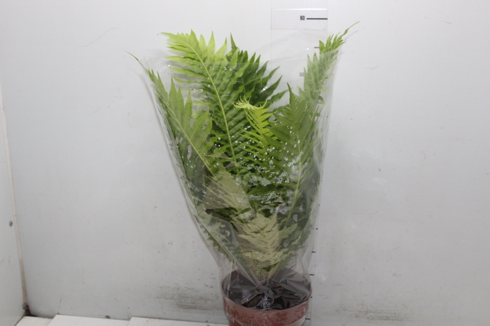 <h4>BLECHNUM GIBBUM SILVER LADY P17</h4>