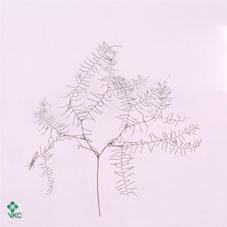 <h4>GLEICHENIA KORAALVAR</h4>