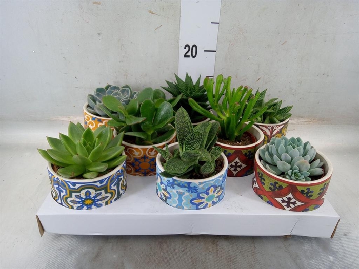 <h4>Succulents ...</h4>