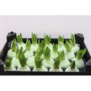 Wax Hyacinth Snow Groen Mint