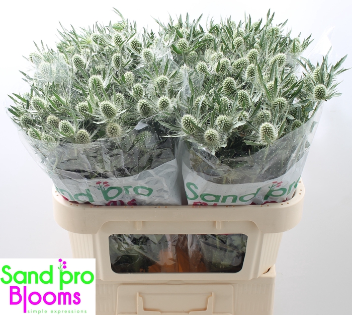 <h4>Eryngium Magical White Lagoon</h4>