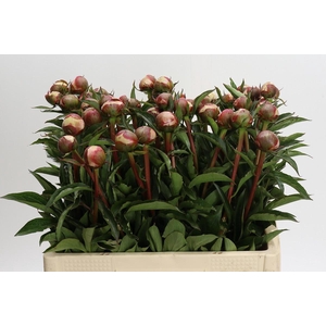 Paeonia Alertie