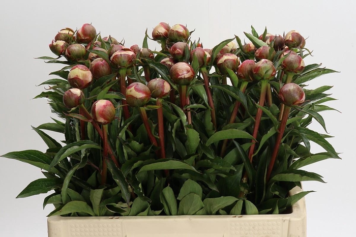 <h4>Paeonia Alertie</h4>