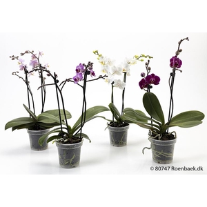 PHALAENOPSIS-HYBRID