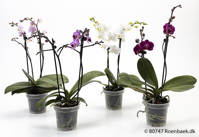 <h4>PHALAENOPSIS-HYBRID</h4>