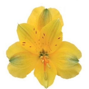 ALSTR BADALONA 60CM Tessa