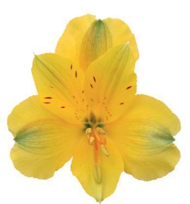 <h4>ALSTR BADALONA 60CM Tessa</h4>