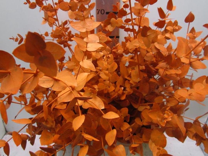 Euc Cinerea Oranje