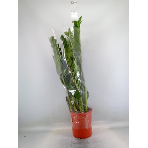 Zamioculcas zamiifolia