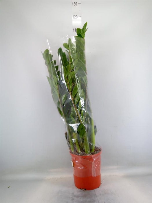 <h4>Zamioculcas zamiifolia</h4>