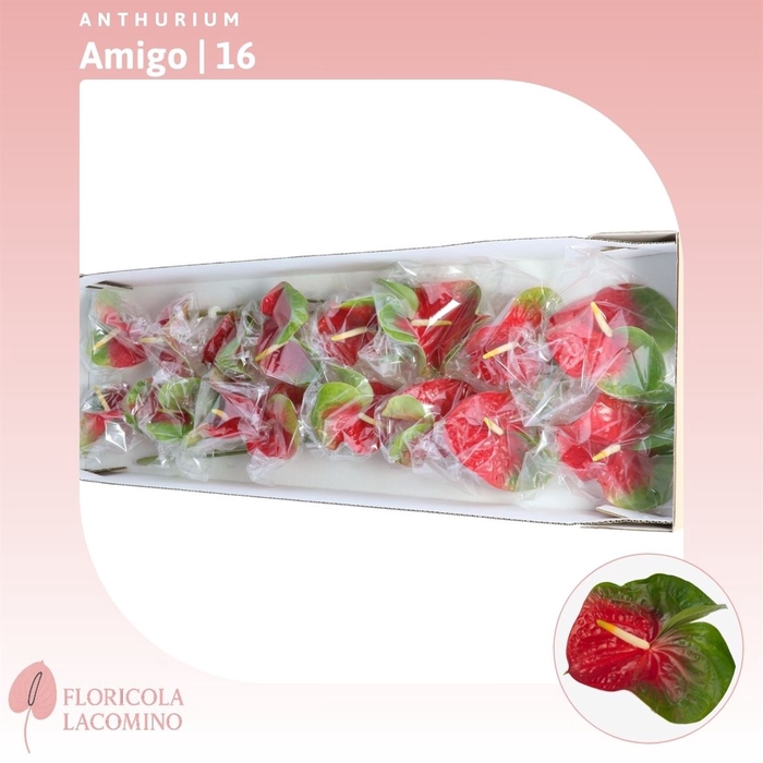 <h4>Anthurium Amigo</h4>