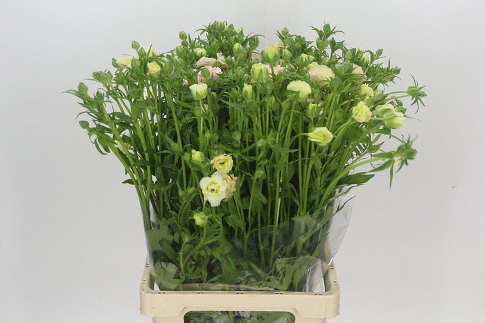 Ranunculus Magical Mascarpone