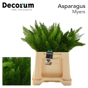 ASP DENS MYERS