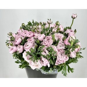 Ranunculus Clooney Nebbia Super