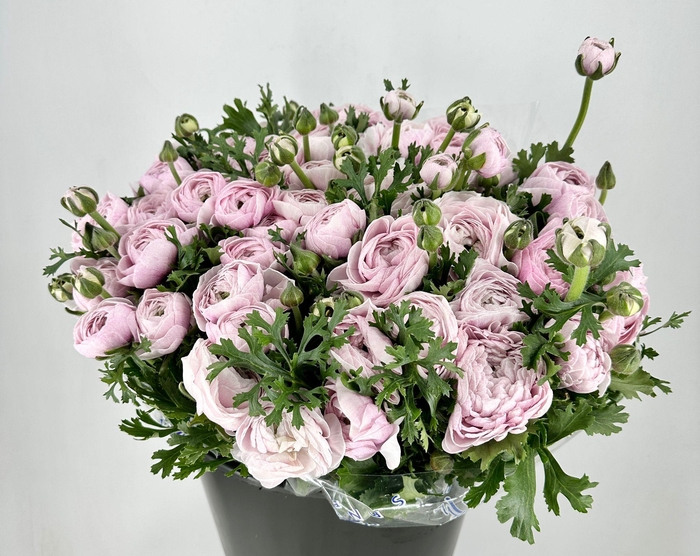 <h4>Ranunculus Clooney Nebbia Extra</h4>