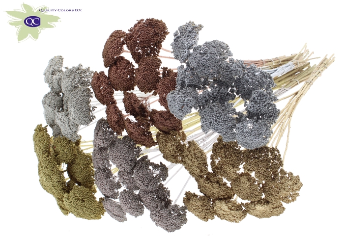 Achillea per stem Mixed colours Metallic