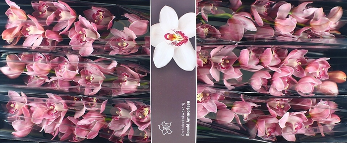 <h4>CYMB T KADY</h4>