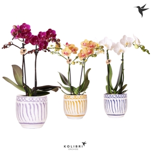 Kolibri Orchids Phalaenopsis mix 2 spike in Granada pot mix