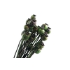 Papaver Green Dark