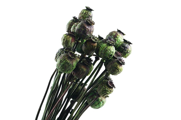 Papaver Green Dark