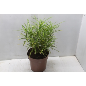 CROTON BRASILEIRINHO P24
