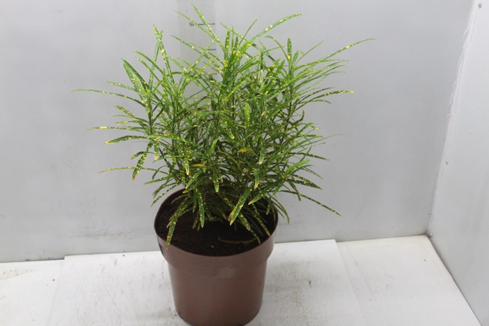 <h4>CROTON BRASILEIRINHO P24</h4>